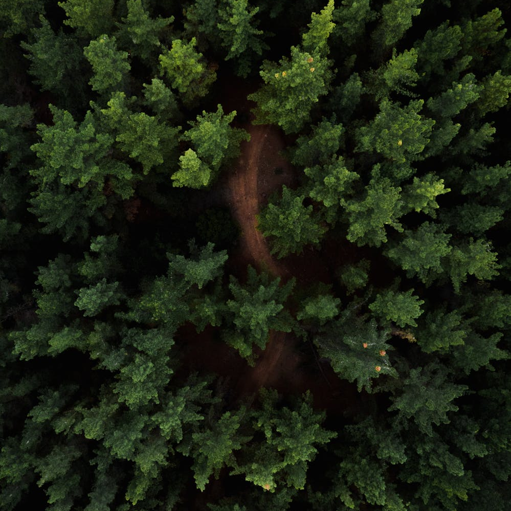 Drone foto van de natuur met bomen en een pad